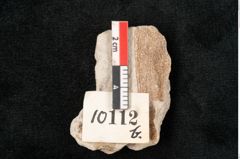 Foto (Detailansicht) von Araucaria oweni Ettingshausen (NHMW-GEO-2024-0188-10112b)